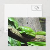 Carte postale Grenouille Arbre (Devant / Derrière)