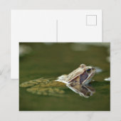 Carte Postale Grenouille assise dans l'eau (Devant / Derrière)