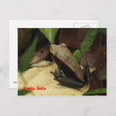 Carte Postale Grenouille au Kerala, Inde (Devant / Derrière)