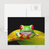 Carte Postale Grenouille aux yeux rouges, Agalychinis callidryas (Devant / Derrière)