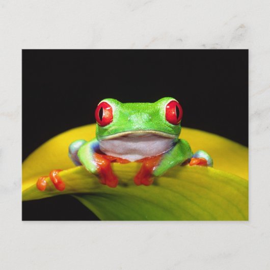 Carte Postale Grenouille aux yeux rouges, Agalychinis callidryas (Devant)