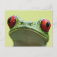 Grenouille aux yeux rouges (Agalychnis callidryas)