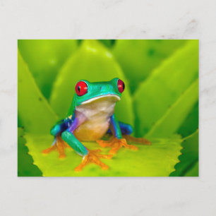 Carte Postale Grenouille aux yeux rouges, Costa Rica
