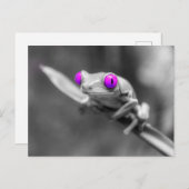 Carte Postale Grenouille aux yeux violets (Devant / Derrière)