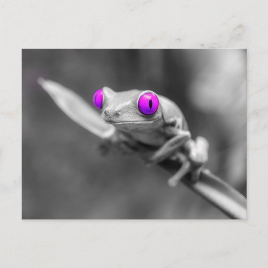 Carte Postale Grenouille aux yeux violets (Devant)