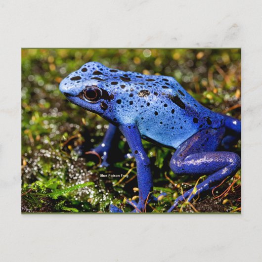 Carte Postale Grenouille bleue (Devant)