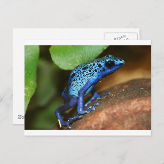 Carte Postale grenouille bleue (Devant / Derrière)
