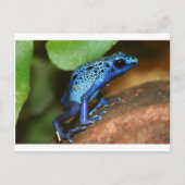 Carte Postale grenouille bleue (Devant)