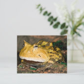 Carte Postale Grenouille corne brésilienne, Ceratophrys cornuta, (Debout devant)