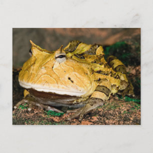 Carte Postale Grenouille corne brésilienne, Ceratophrys cornuta,