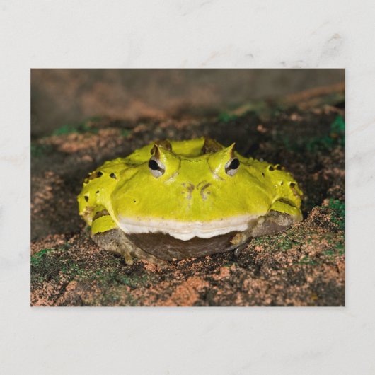 Carte Postale Grenouille corne brésilienne, Ceratophrys cornuta, (Devant)
