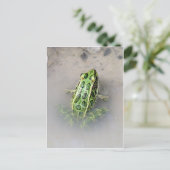 Carte postale Grenouille/crapaud (Debout devant)