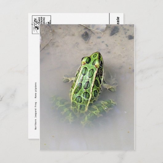Carte postale Grenouille/crapaud (Devant / Derrière)