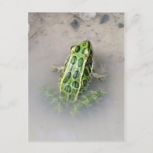 Carte postale Grenouille/crapaud (Devant)