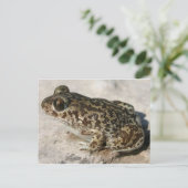 Carte postale Grenouille/crapaud (Debout devant)