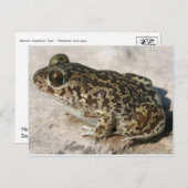 Carte postale Grenouille/crapaud (Devant / Derrière)