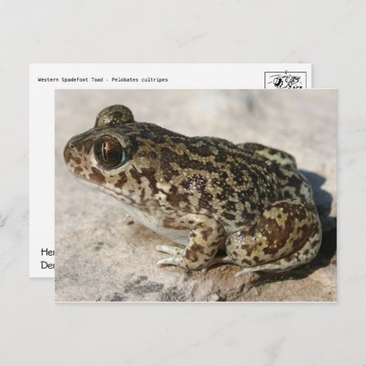 Carte postale Grenouille/crapaud (Devant / Derrière)
