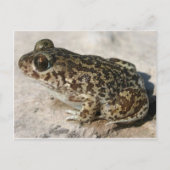Carte postale Grenouille/crapaud (Devant)