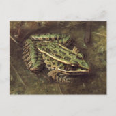 Carte postale Grenouille/crapaud (Devant)