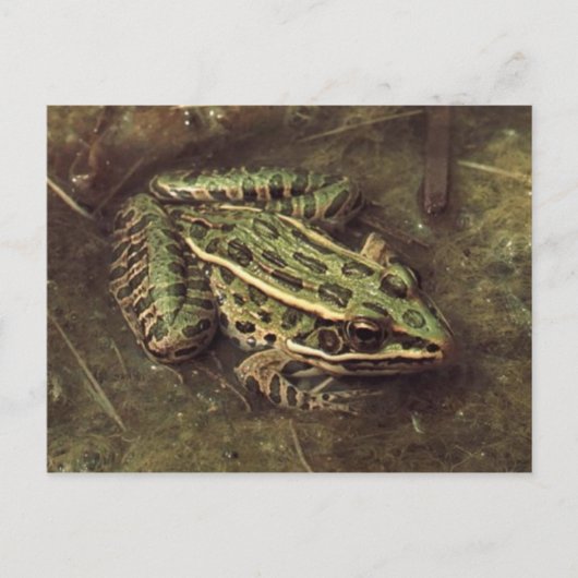 Carte postale Grenouille/crapaud (Devant)