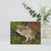 Carte postale Grenouille/crapaud (Debout devant)