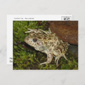 Carte postale Grenouille/crapaud (Devant / Derrière)