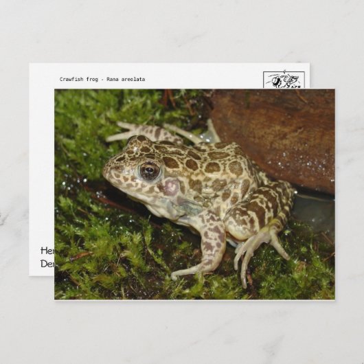 Carte postale Grenouille/crapaud (Devant / Derrière)