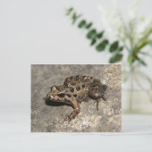 Carte postale Grenouille/crapaud (Debout devant)