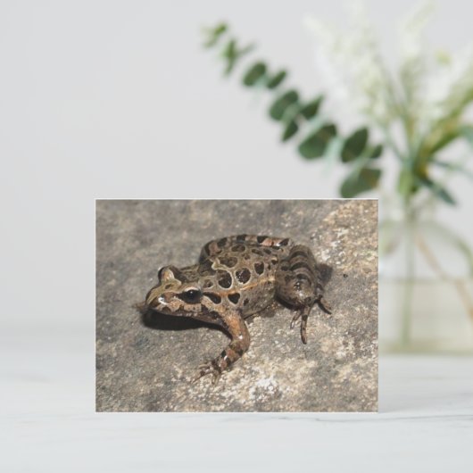 Carte postale Grenouille/crapaud (Debout devant)
