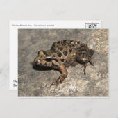 Carte postale Grenouille/crapaud (Devant / Derrière)