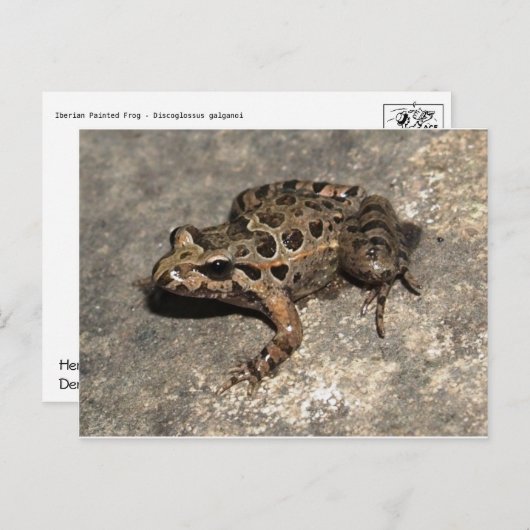 Carte postale Grenouille/crapaud (Devant / Derrière)