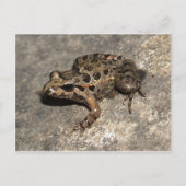 Carte postale Grenouille/crapaud (Devant)