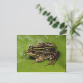 Carte postale Grenouille/crapaud (Debout devant)