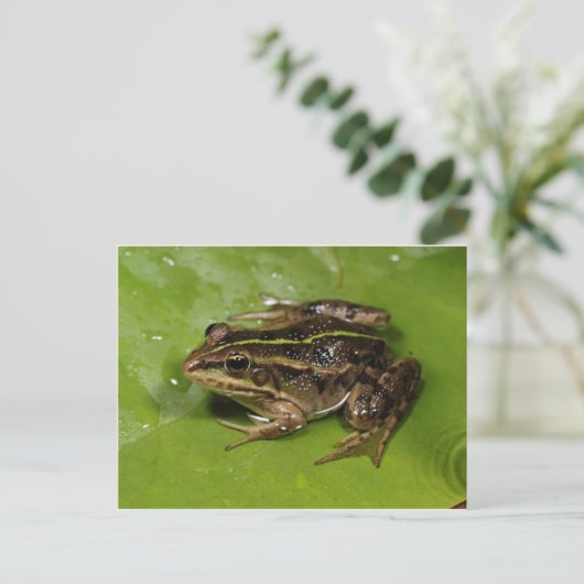 Carte postale Grenouille/crapaud (Debout devant)