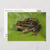 Carte postale Grenouille/crapaud (Devant / Derrière)