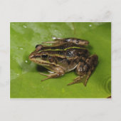 Carte postale Grenouille/crapaud (Devant)