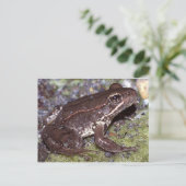 Carte postale Grenouille/crapaud (Debout devant)