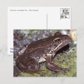 Carte postale Grenouille/crapaud (Devant / Derrière)