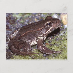 Carte postale Grenouille/crapaud