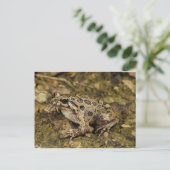 Carte postale Grenouille/crapaud (Debout devant)