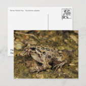 Carte postale Grenouille/crapaud (Devant / Derrière)