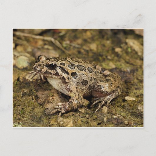 Carte postale Grenouille/crapaud (Devant)
