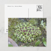 Carte postale Grenouille/crapaud (Devant / Derrière)