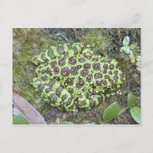 Carte postale Grenouille/crapaud