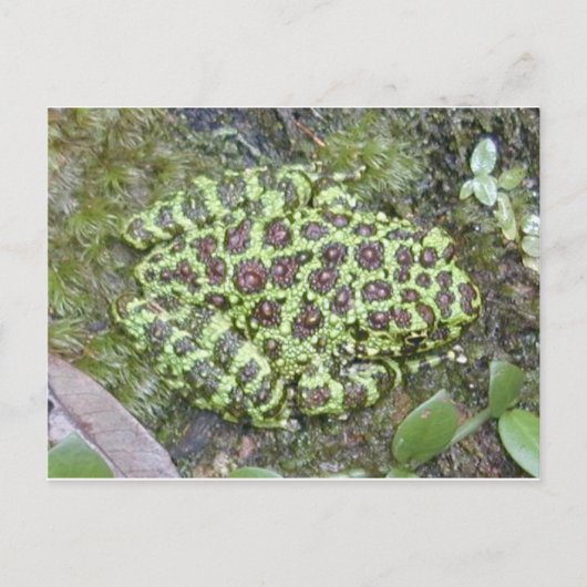 Carte postale Grenouille/crapaud (Devant)