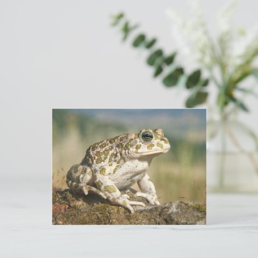Carte postale Grenouille/crapaud (Debout devant)