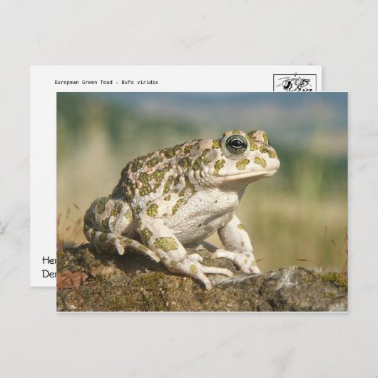 Carte postale Grenouille/crapaud (Devant / Derrière)