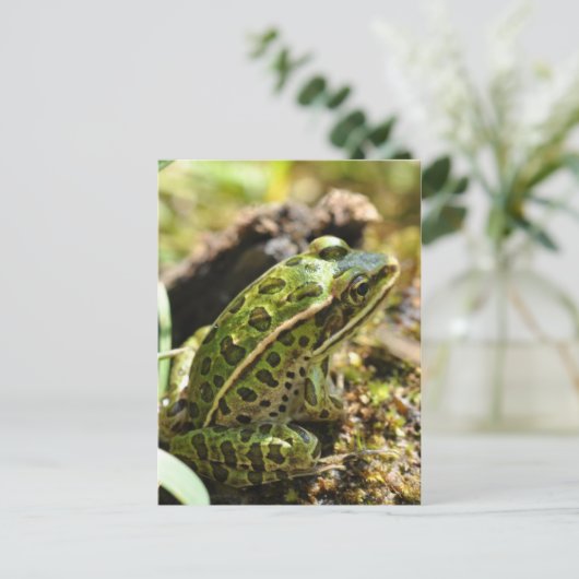 Carte postale Grenouille/crapaud (Debout devant)