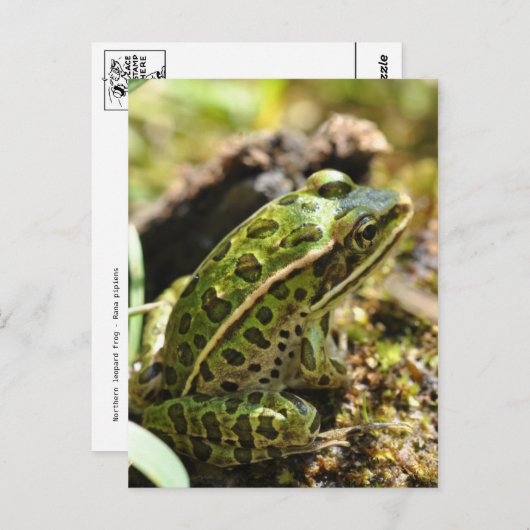 Carte postale Grenouille/crapaud (Devant / Derrière)