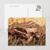Carte postale Grenouille/crapaud (Devant / Derrière)
